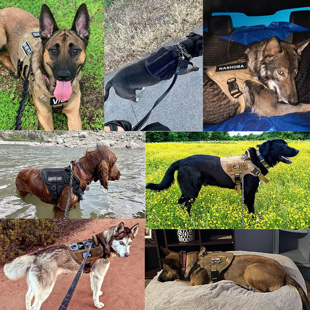 PETRAVEL Padded Dog Harness And Leash Set For Training Walking